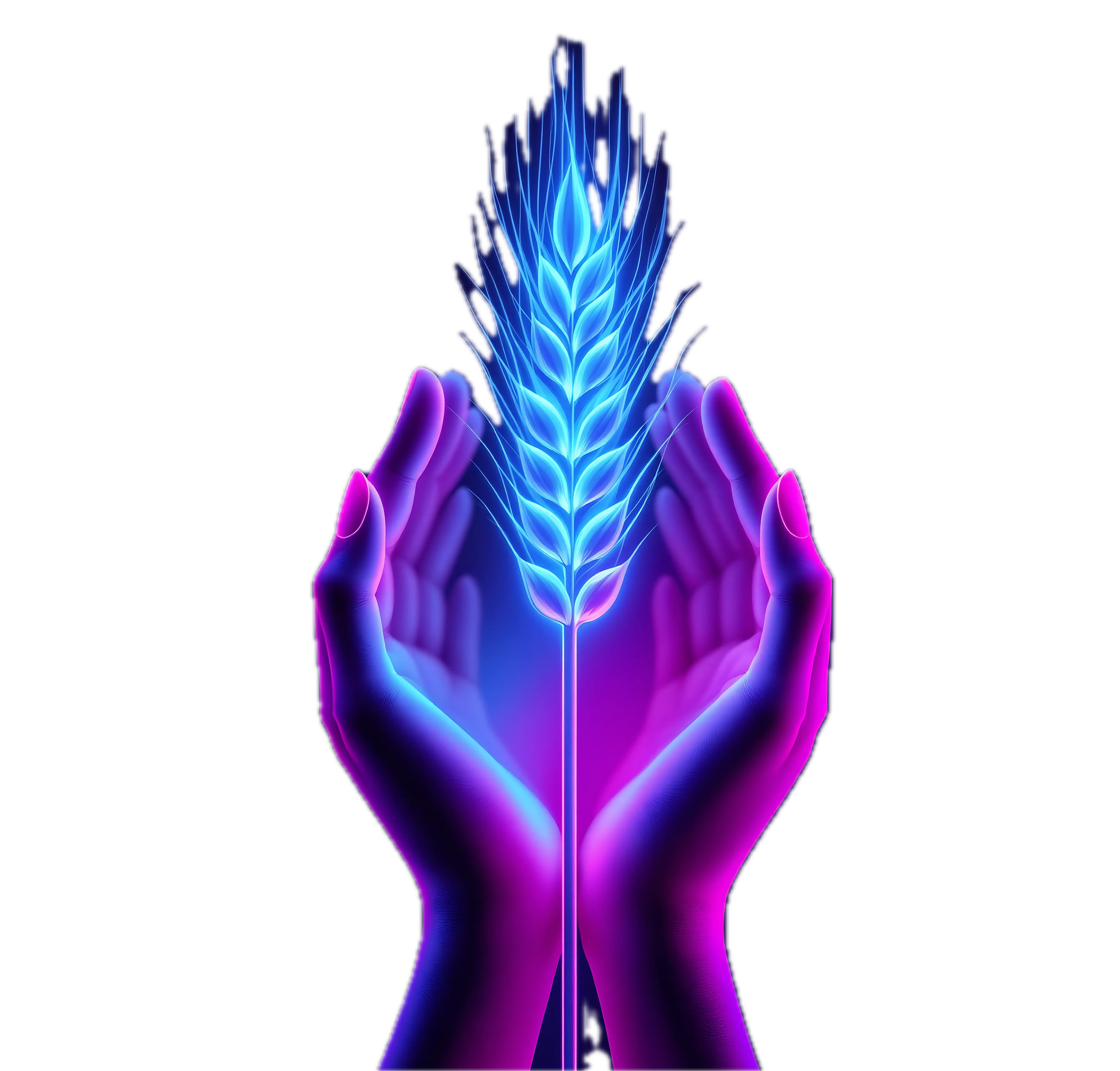 wheat in hands